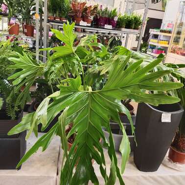 Филодендрон Philodendron Bip Selloum 30/100