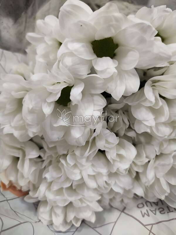 Илонка хризантема цветы на продаже в москве