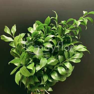 Зелень Рускус ( 1 стеб.) Голландия 80 Зелень Рускус ( 1 стеб.) Голландия 80