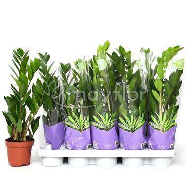 Замиокулькас Замиифолия Zamiifolia 12/50 Замиокулькас Замиифолия Zamiifolia 12/50